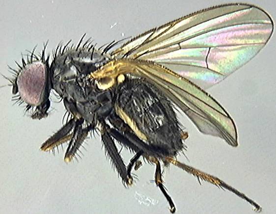 Muscidae 5